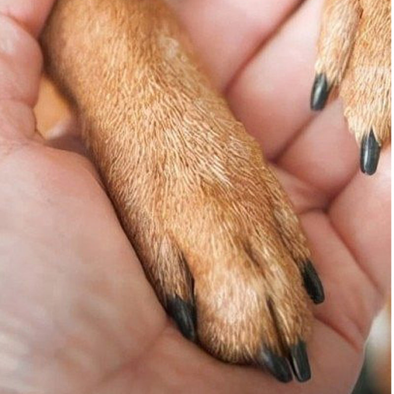🐕 Fából készült körömreszelő cserélhető betétekkel 💅