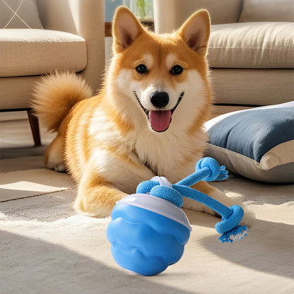 Interaktív elektronikus játék állatok megnyugtatására – labda🐾⚽